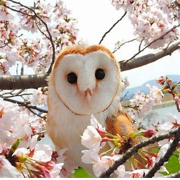 Owly hangout