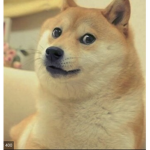 DOGE IS CRAZY
