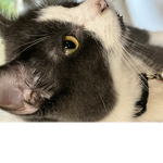 Join the group for free pet simulator X pets