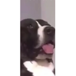 Ello dogs