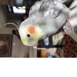 red's chill and bird fan club