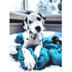The Dalmatian doggies