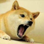 Doge mega prooo