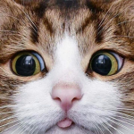 Les Chats :>