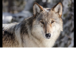 Wolf role-play group