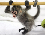 Spider Monkey's