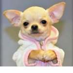 da dog club