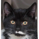 The Cats M