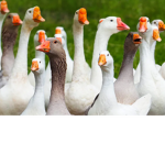 The Goose Zone!