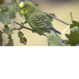 Spot the parrots [NEW]