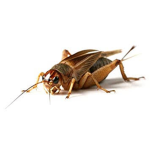 Cricket's Fan Group!