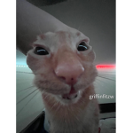 Imarealking100