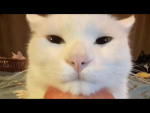 Watermelon Cat Company of Ships And Travel (WCCST)