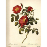 Roselle flower