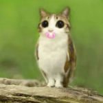 gilwvy