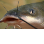 We <3 Catfish!