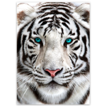 White Tiger Blue Eyes