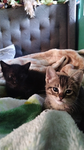 May’s kitty cats