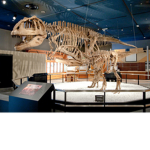 dinosaurs and other prehistoric things