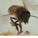 The Beez kingdom