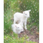 suger bunnies