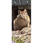 Chat Group for Friends