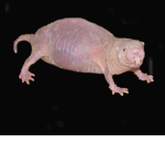 Crazy Rat Co.