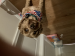 Victor's Dog Appreciation Group