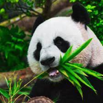 Panda's Group:)