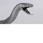 The Black Mambas UwU