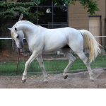 Horse valley 2!