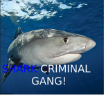 Shark criminal gang