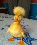 Herobr1ne