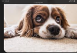 Pips world