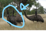 EMU X NOICE