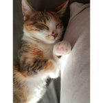 Catselfie