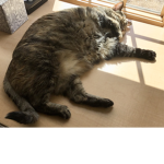 Cat_Nation Meow
