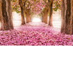Flowers for you