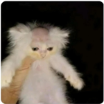 *+.cats!.+*