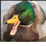 Duck or dog or wheelchair group