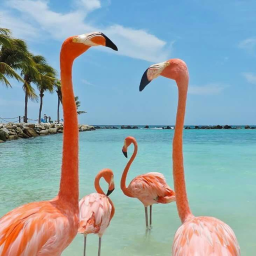 flamingo con!
