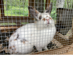 Bunny favorite