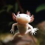 Axolotl‘s rule