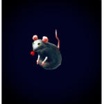 |RN| Rat Nation