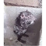 Ratxbath