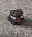 shortform content lovers