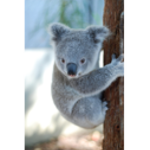 The koala super group