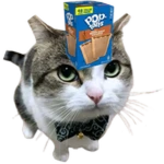 Wawa Balancing a Box of Brown Sugar Cinnamon Popta