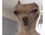 Bernardo yeet
