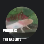 Wobbles the Axolotl